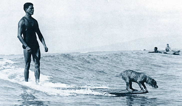 Surfing Dogs