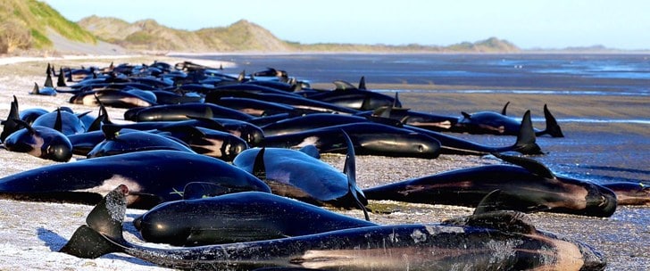 Catástrofe en una playa de Nueva Zelanda