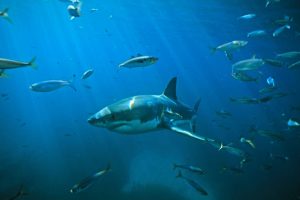 ataques tiburones california