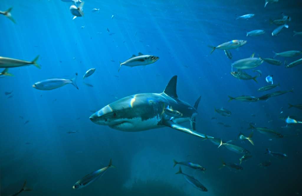 ¿Por qué han aumentado los ataques de tiburones?
