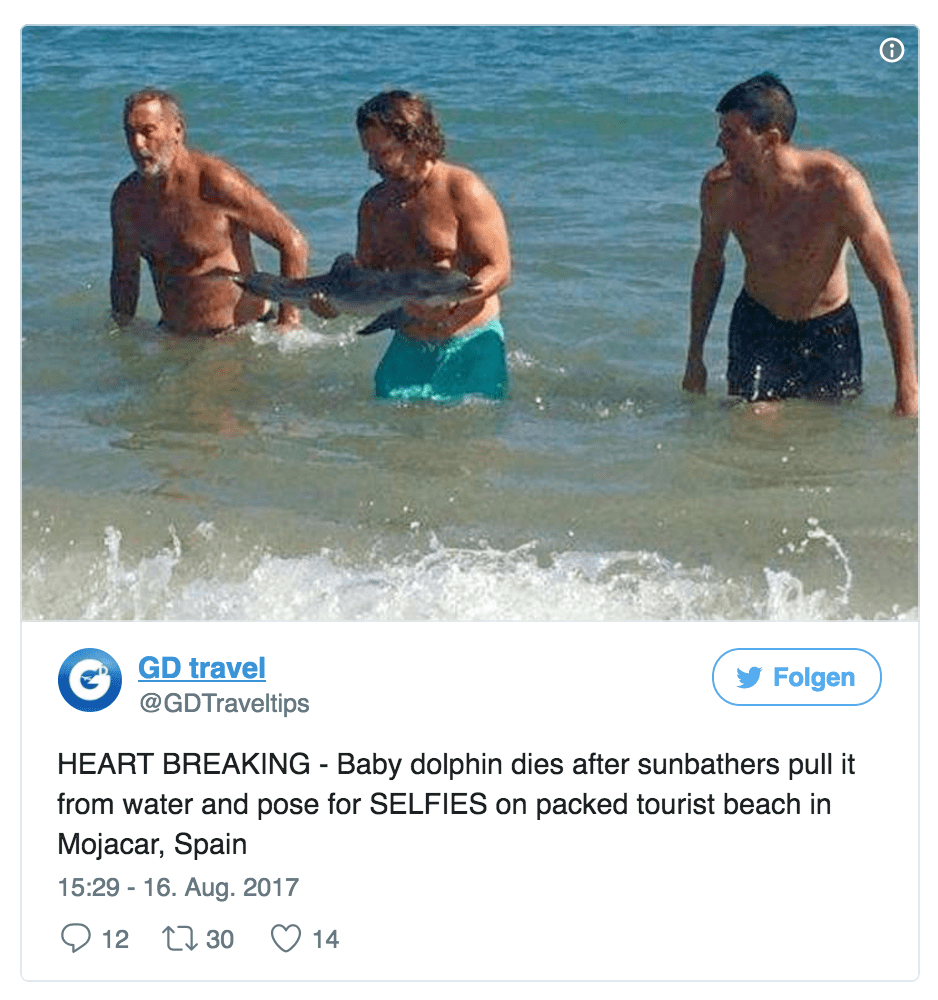 Muere un bebé delfín tras un maratón de Selfies 1 muere delfin